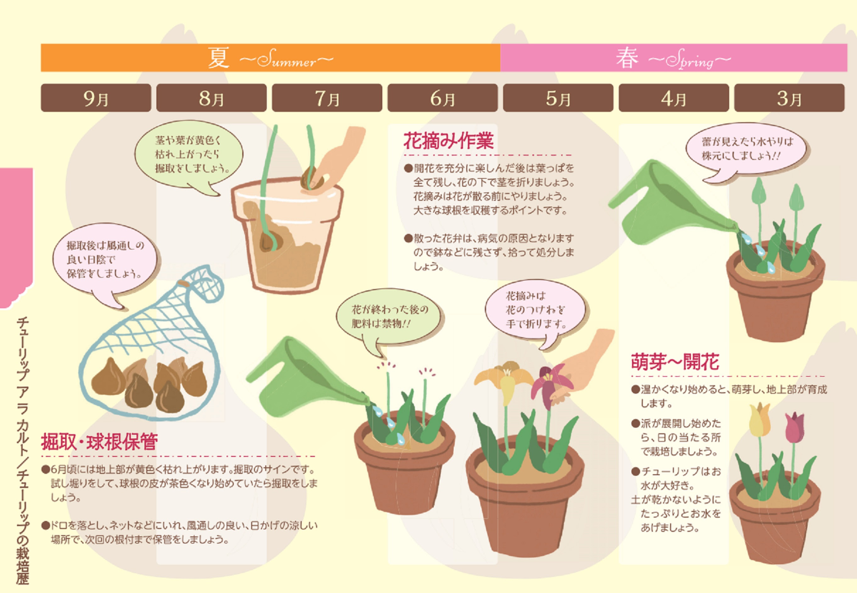 ロイヤリティフリー鉢植え 花 育て 方 最高の花の画像