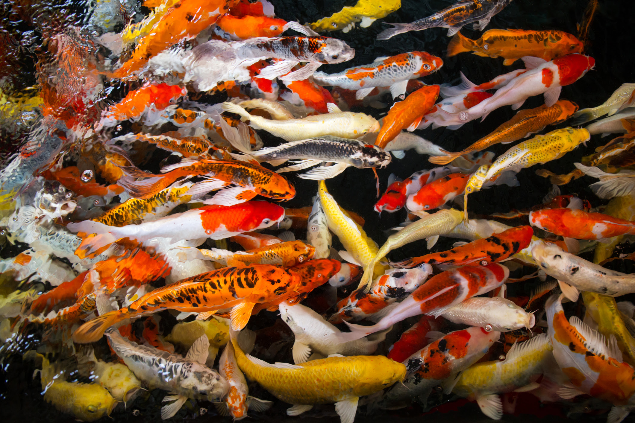 koi fish eating