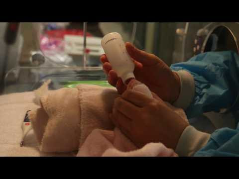 Naissance des bébés pandas au zoo de Beauval