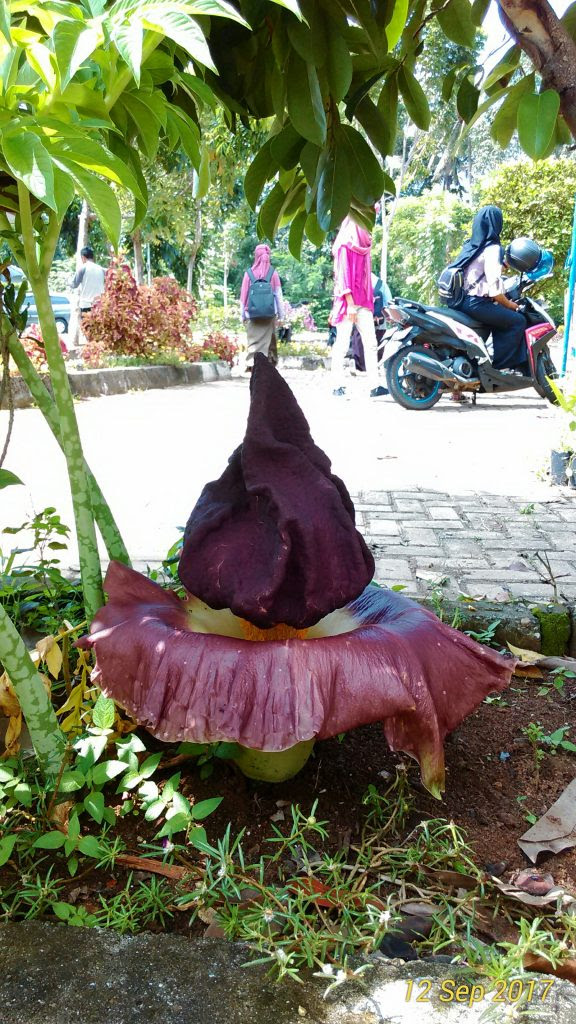  Gambar  Bunga  Bangkai  Gambar  Kelabu