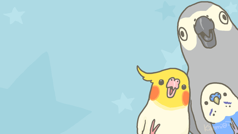 上オカメインコ 壁紙 最高の壁紙コレクション