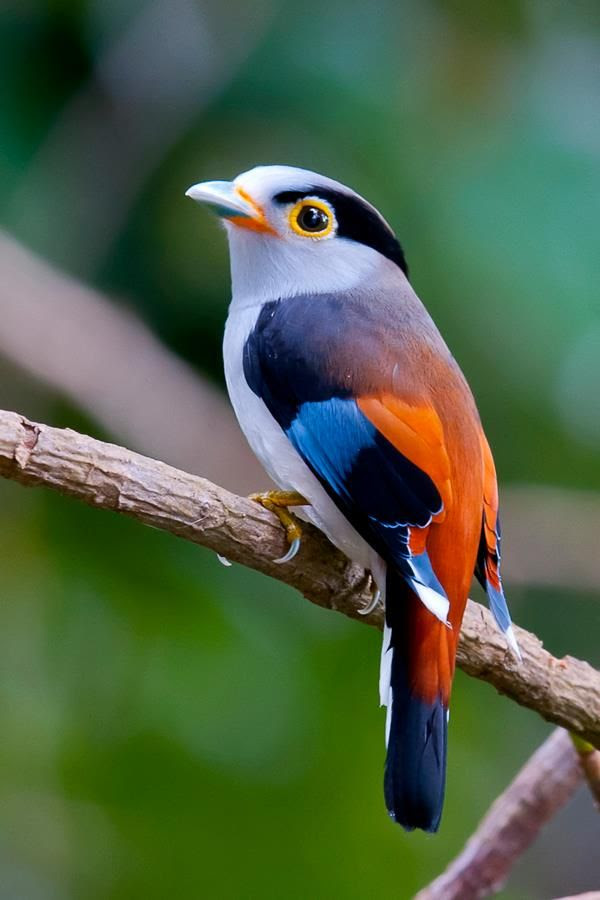 Silver Breasted Broadbill -- It is found in Asia.