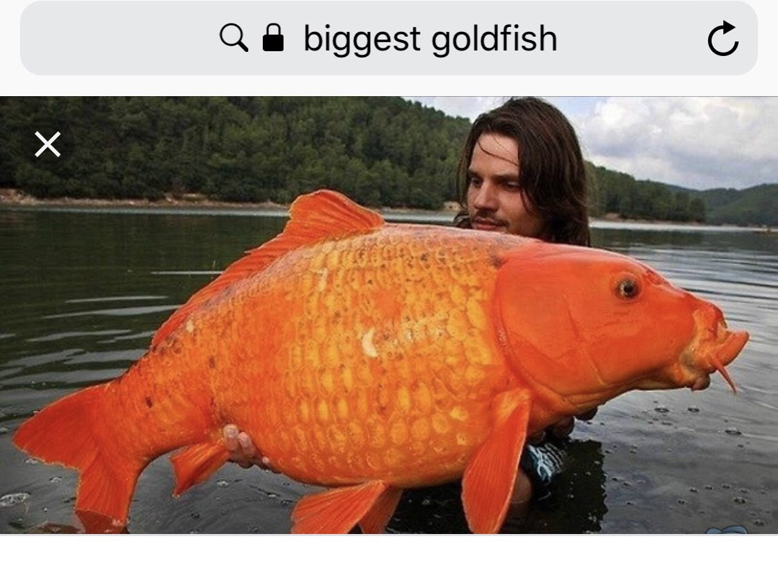 giant goldfish