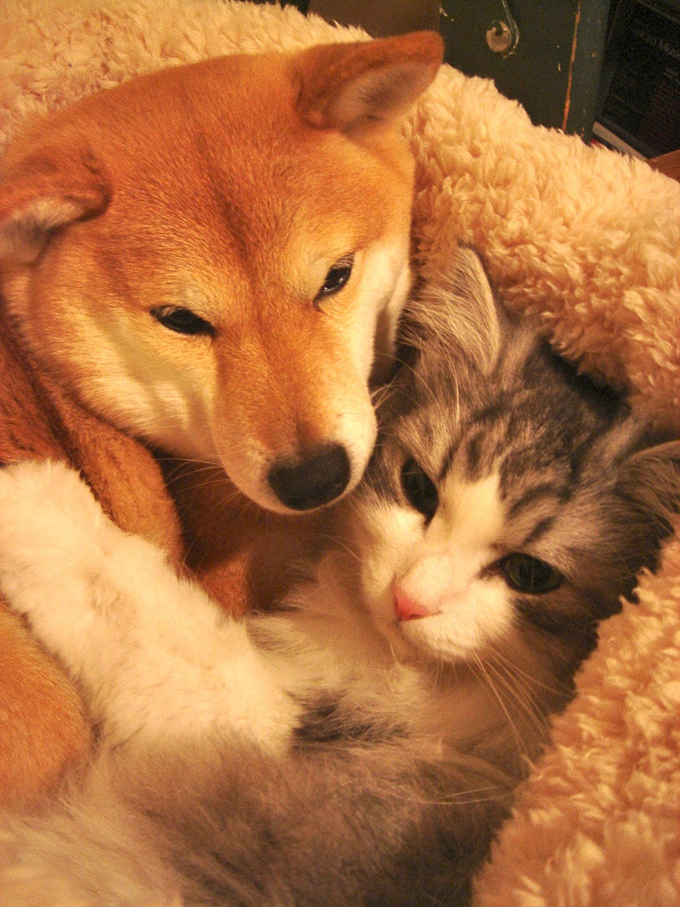 ぜいたく柴犬 Pc 壁紙 犬 すべての美しい花の画像
