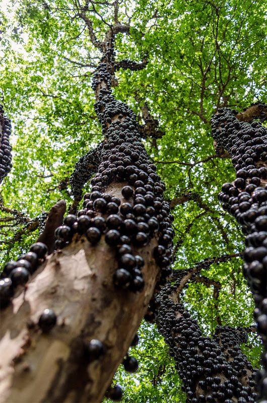 Jabuticaba, a Brazilian grape tree The fruit grows directly from the trunk and branches of the tree.