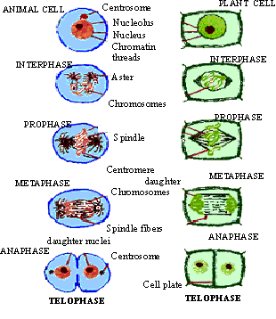 Check spelling or type a new query. Pinkmonkey Com Biology Study Guide 14 2 Kingdom Protista