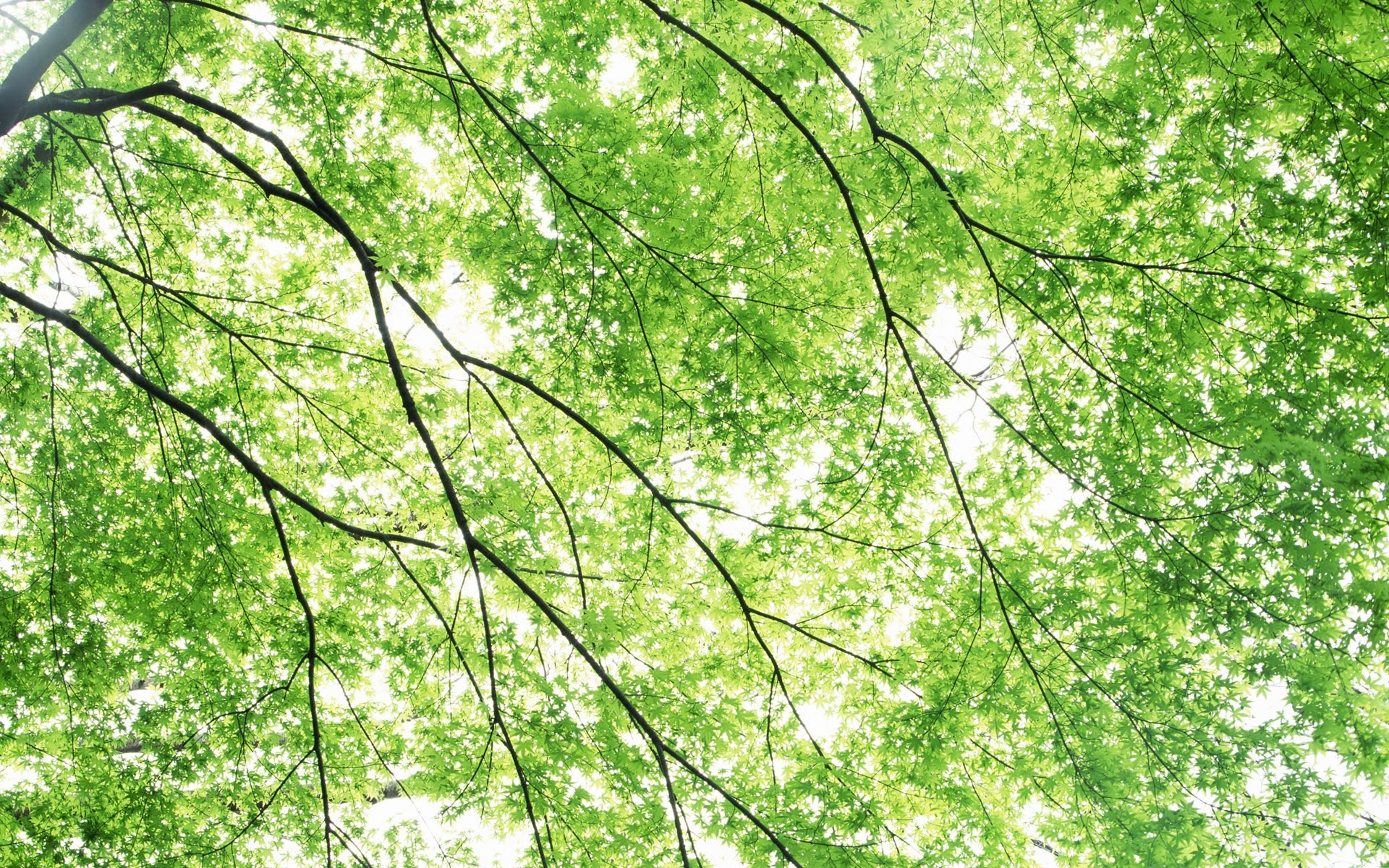 最新 壁紙 新緑 Jpbestwallpaper