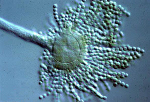 Most people breathe in aspergillus spores every day without getting sick. Diark Species List Aspergillus Flavus Nrrl3357
