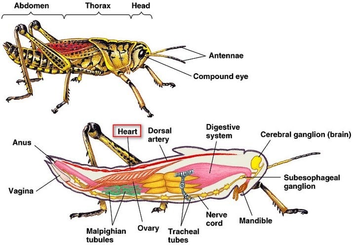 4000 Gambar Kerangka  Hewan Invertebrata HD Gambar Hewan