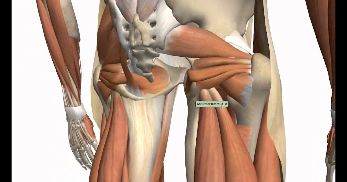 Anatomy Pictures Muscles And Bones Pdf Downloads - Human ...