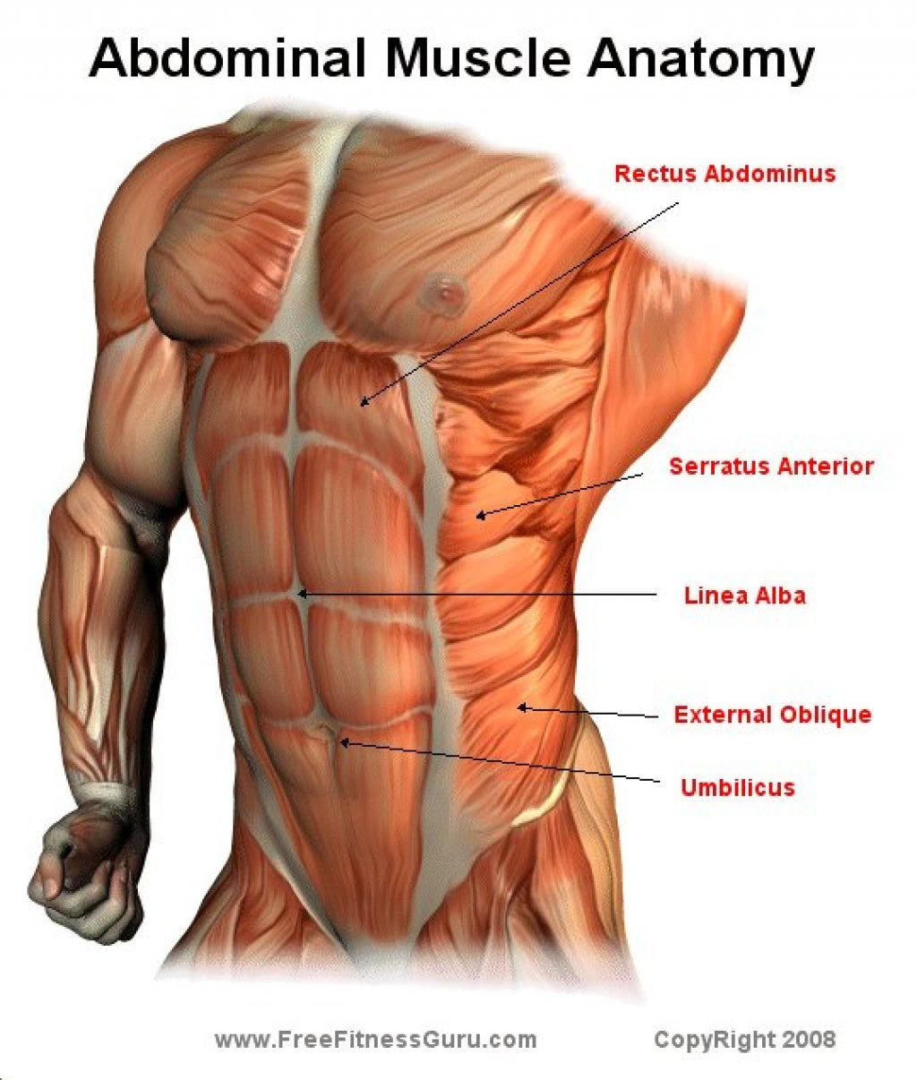 Orientation and landmarks to memorize. A Quick Anatomy Of Bodybuilding Emmanuel Parker S Fitness Bodybuilding Diet Health Tips