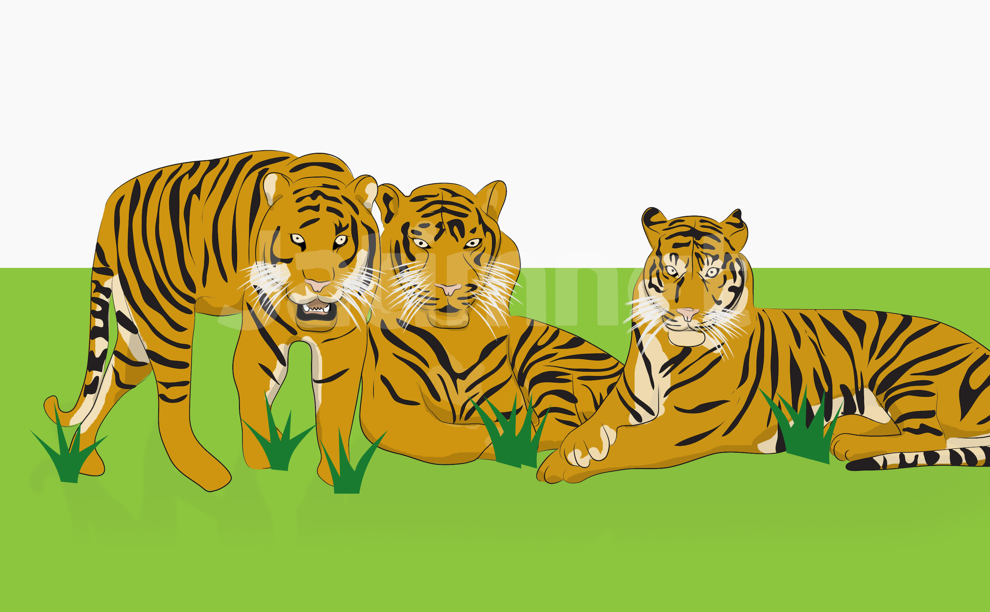  Gambar  Animasi  Harimau  Sumatera Gambar  Animasi  Keren 