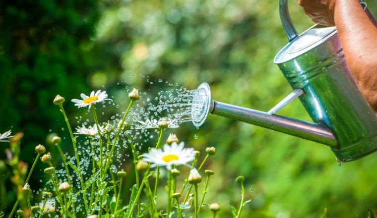 Watering a garden with a watering can