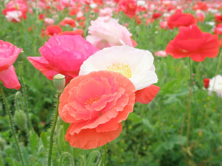 100以上 ヒナゲシ 花 ヒナゲシ 花言葉 白 Blognemakuwall