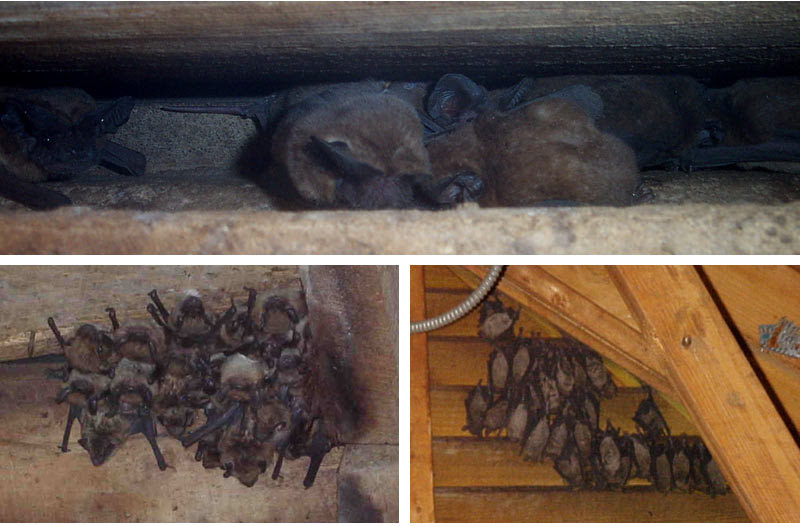 What is the best way to get rid of bats? Bats In The Chimney How To Get Rid Of Remove