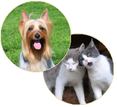 1605 hughes rd, madison, al 35758. Whole Pet Veterinary Clinic Madison Wi Services