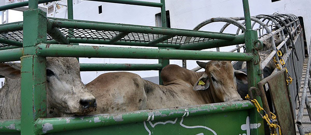05_03_exportacao-de-gado_foto_karlos-geromy_secap.jpg