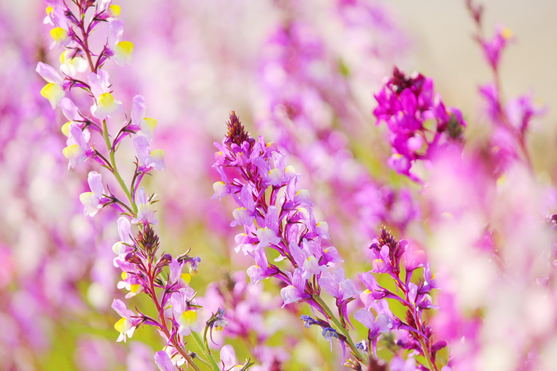 Jozpictsiilsy 最も好ましい リナリア 花言葉 10 リナリア 花言葉 幻想