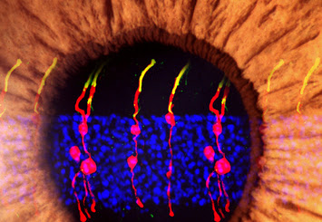 An artist’s rendering of Müller glia-derived rod photoreceptors.