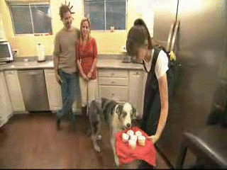 **usually cheap stuffed cat toys that we tie shoelaces around. Index Of Gifs