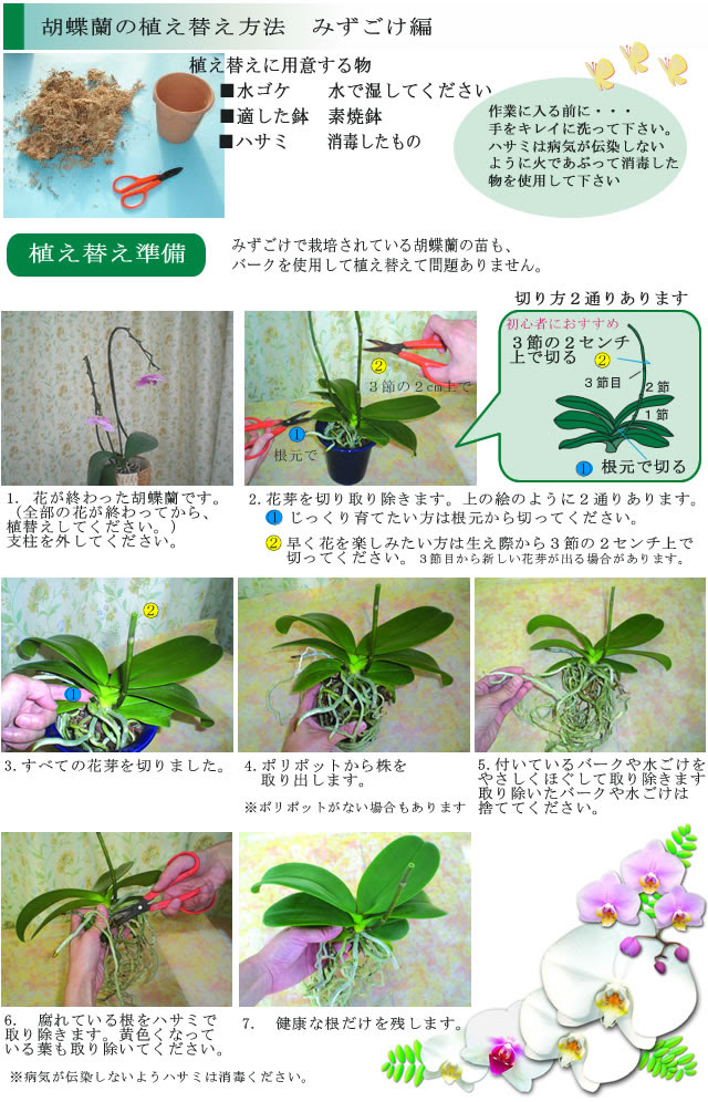 すべての美しい花の画像 これまでで最高の花 植え替え 時期