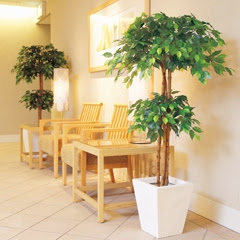 すべての美しい花の画像 ベスト50 激安 観葉 植物 通販