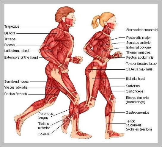 Naming skeletal muscles according to a number of criteria: Muscle Names In The Human Body Graph Diagram