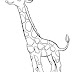 fluente View Simple Giraffe Coloring Pages Pics privately