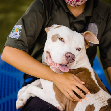 Our safe haven allows pets to live rather than die, while we find them a forever home. Orange County Animal Services