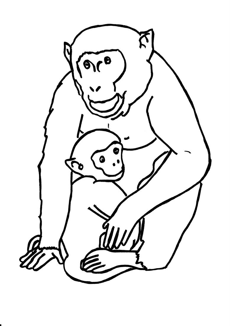 Download Jumbo Pictures Of Jungle Animals To Color | Pictures of Nnature