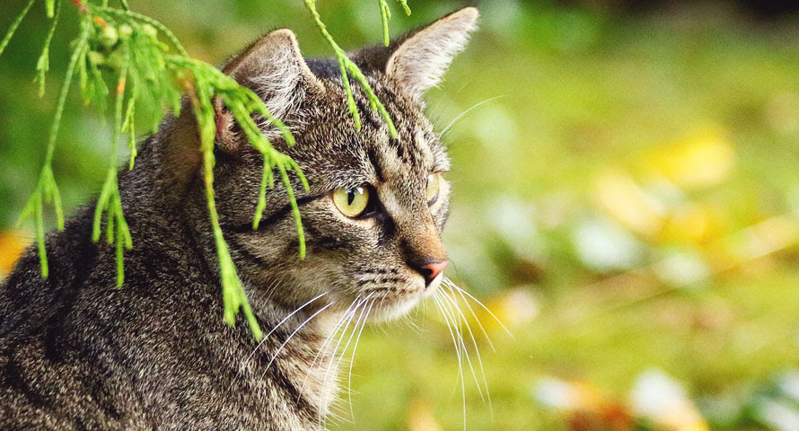 Viele katzen vergnügen sich gerne im gartenbeet und verwechseln diesen dann mit ihrer toilette. Kaffeesatz Effektiv Gegen Katzen Und Schnecken Einsetzen Meoki De