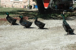 We did not find results for: Episode 1493 Adventures In Raising Ducks The Survival Podcast