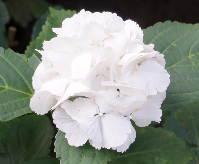 美しい花の画像 100 Epic Best白い 紫陽花 名前