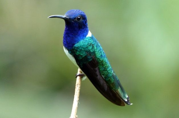 Hummingbirds of Costa Rica