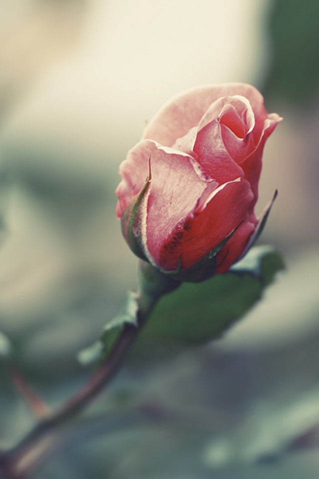 すべての花の画像 最新のhdピンク 薔薇 壁紙 Iphone