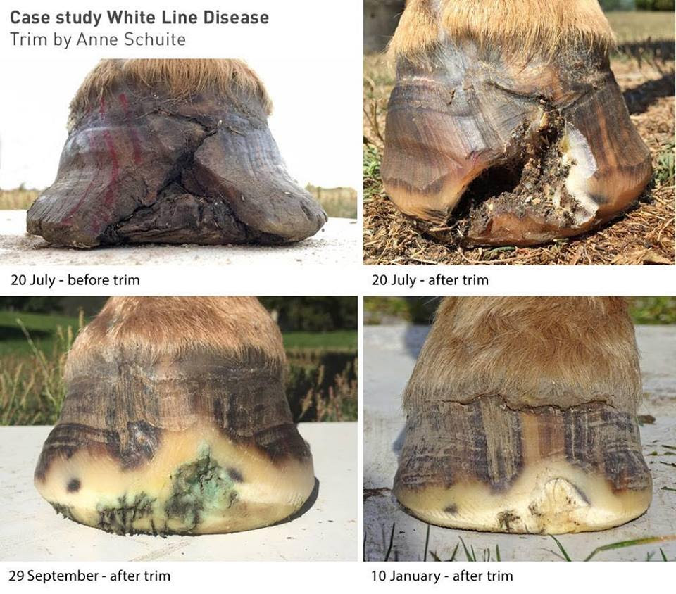 If you can do that and the horse works with you there, you are not far from the point of supporting the hoof and trim it. The Amazing Horse Hoof Think Like A Horse Rick Gore Horsemanship