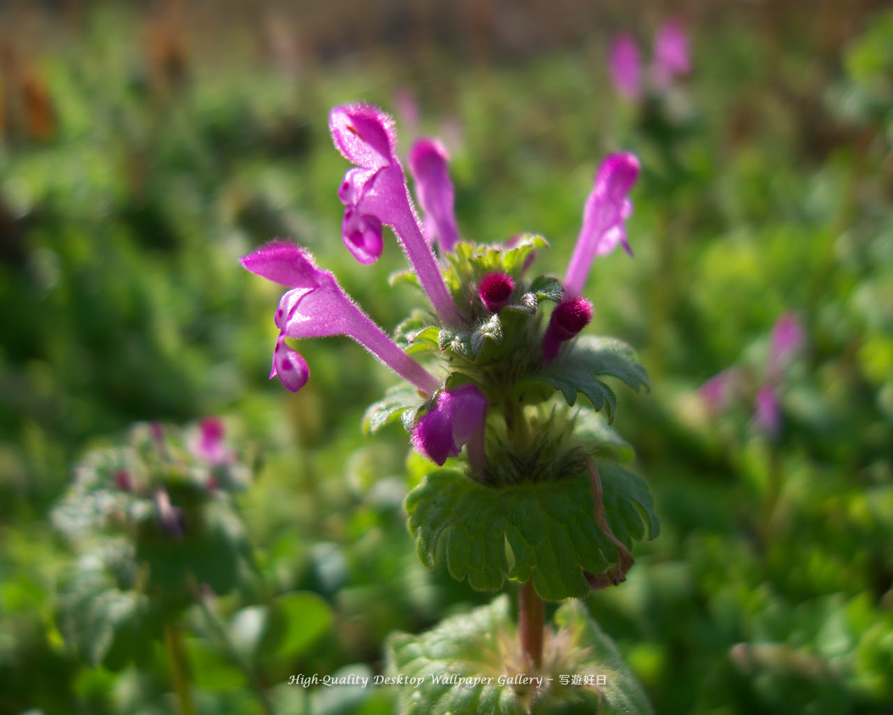 新鮮な雑草 花の蜜 最高の花の画像