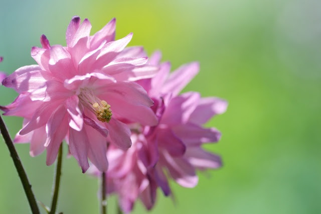 ベスト西洋 オダマキ 最高の花の画像