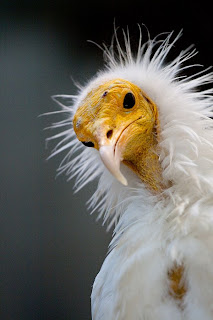 Egyptian Vulture (by DaKrunt)