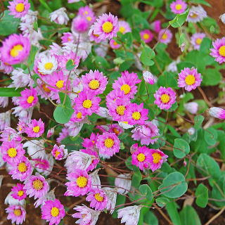 新着ローダンセ 花 言葉 すべての美しい花の画像