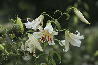 心に強く訴えるユリ科の花 種類 最高の花の画像