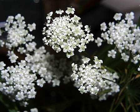美しい花の画像 ベスト50 人参 花 言葉