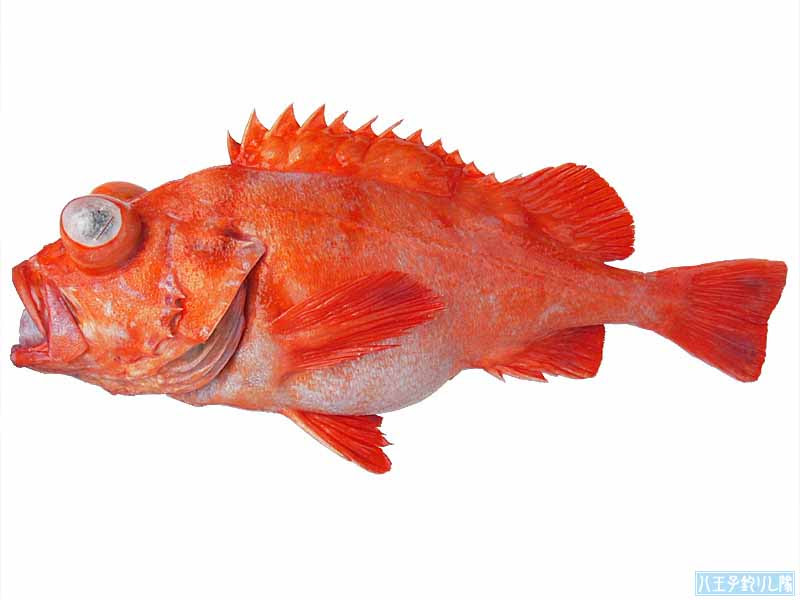 50 赤い 魚 すべての魚の画像