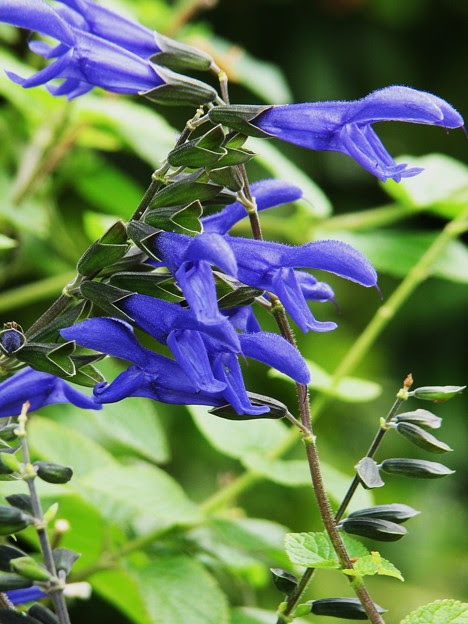 すべての美しい花の画像 無料印刷可能ブルー サルビア 花 言葉