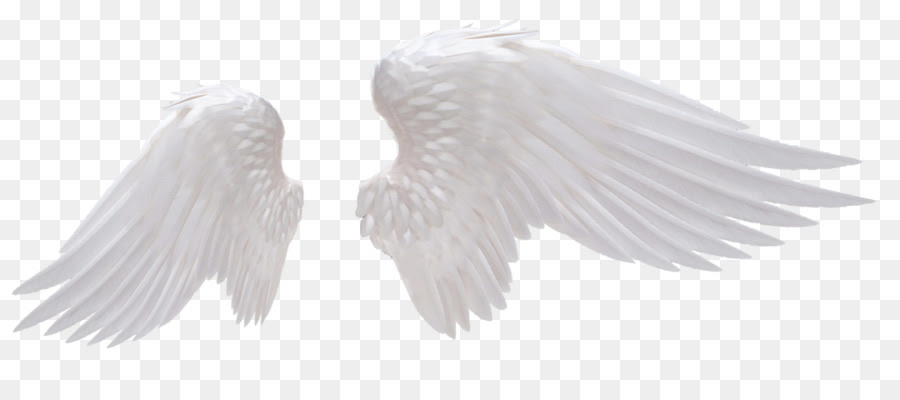 sparkling angel wings wings id for roblox free transparent png download pngkey