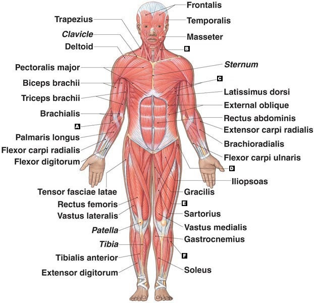 All muscles maintain some amount of muscle tone at all times, unless the muscle has been disconnected from the central nervous system due to nerve damage. Muscle Labeling Diagram Human Body Anatomy