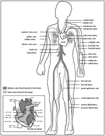 Arteries carry blood away from the heart to other organs. Design Parts Of The Cardiovascular System The Cardiovascular System Blood Body Low Infection Chronic Meaning White Adults