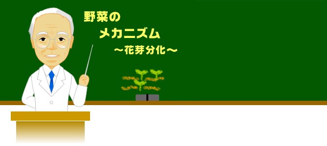 いろいろ モロヘイヤ 花芽分化 4555 モロヘイヤ 花芽分化