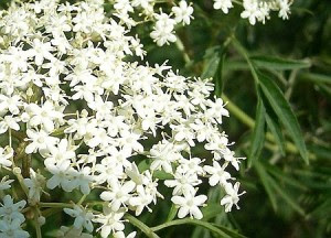 すべての美しい花の画像 トップ100 エルダー フラワー 花 言葉