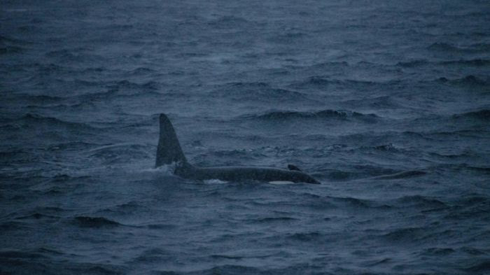 L'orque en difficulté dans la Seine entre Rouen et Le Havre